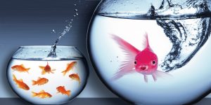 Pink Goldfish: True Differentiation In The Marketplace